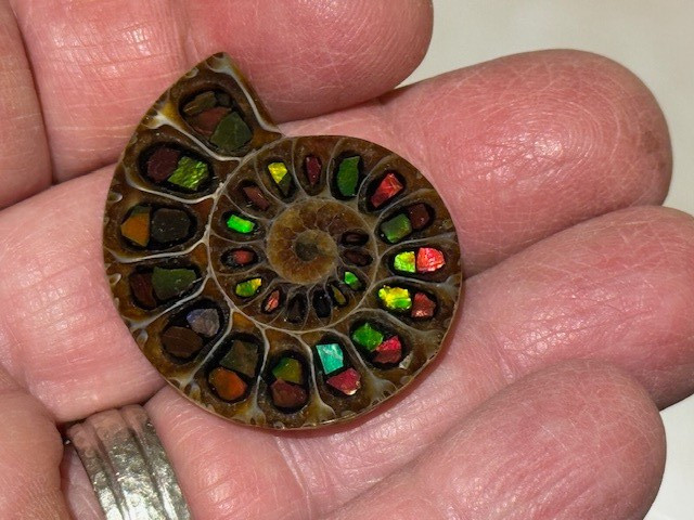SPECTACULAR RARE,AMMOLITE(CANADA) INLAY IN FOSSIL AMMONITE(MADAGASCAR)SEE VIDEO!