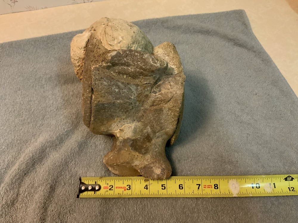 Cetacean Vertebra Bone