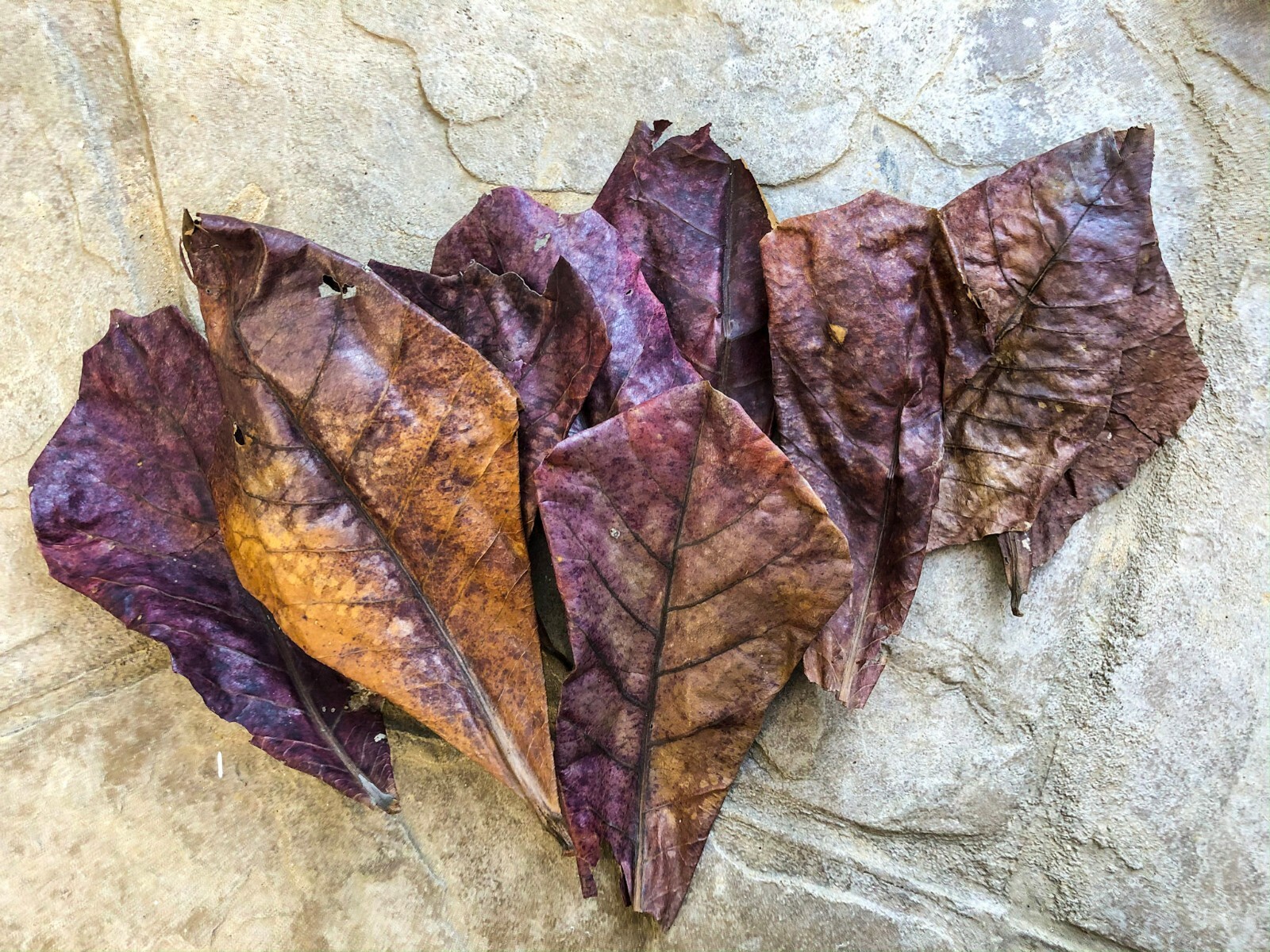 10/20/50pcs NATURAL Catappa Indian Almond Leaves for shrimp betta discus cichlid