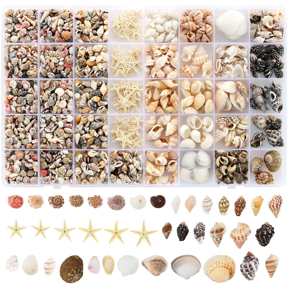 23 Types Small Sea Shells for Crafts, 1200 Pcs Tiny Seashells with Mixed Size