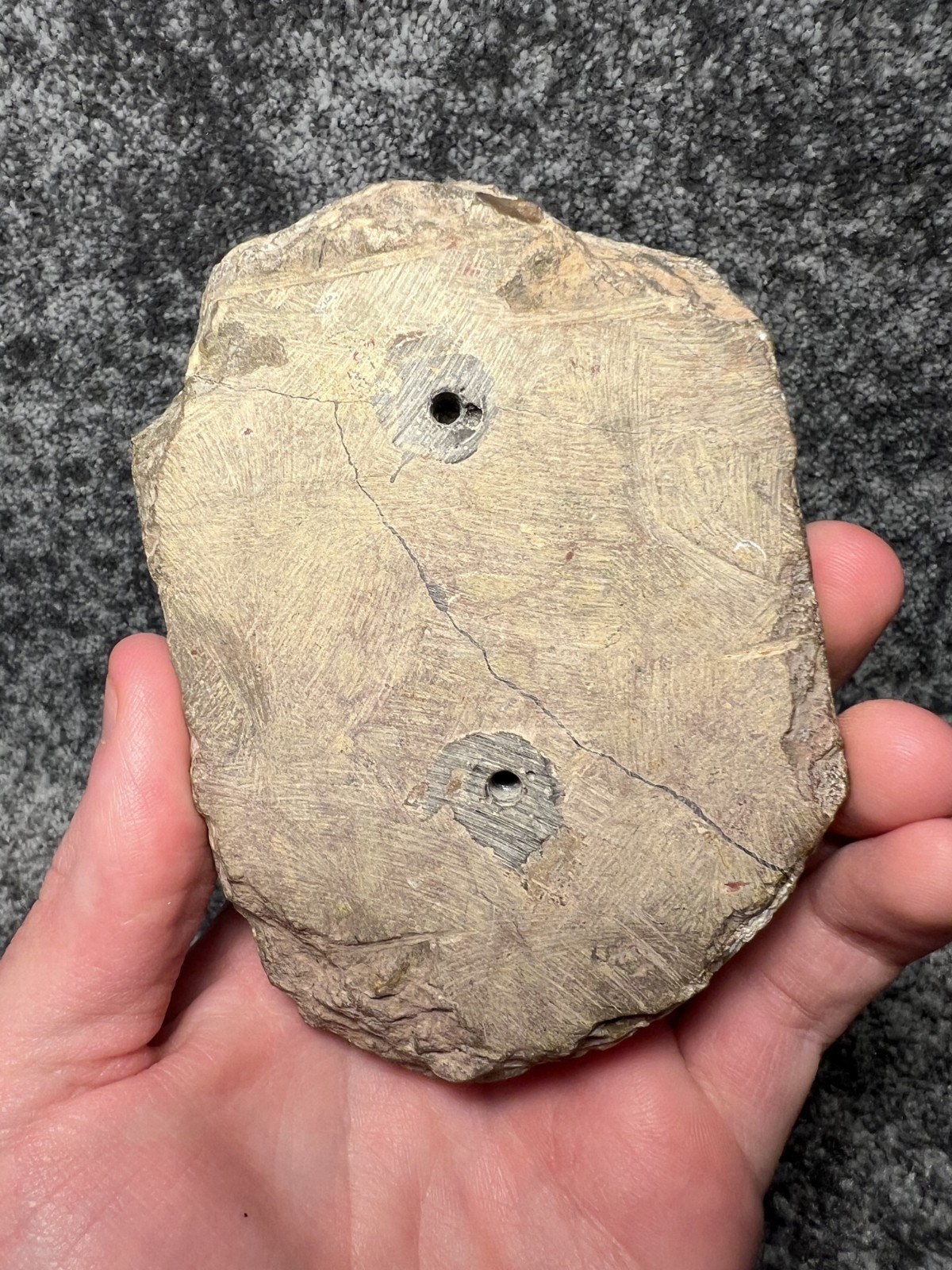 Paralejurus Trilobite Fossil – Flying Preparation with Rare Yellow Eyes