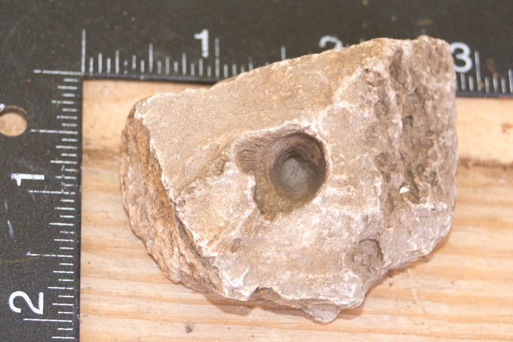 NE Oklahoma Fossil