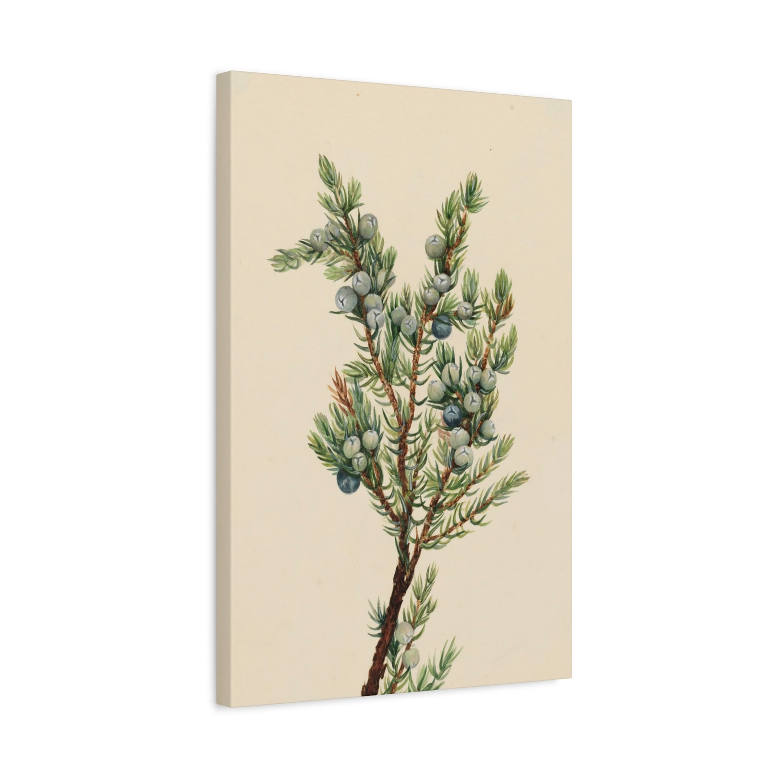 Mary Vaux Walcott - Mountain Juniper (Juniperus sibirica) - Canvas Wall Art
