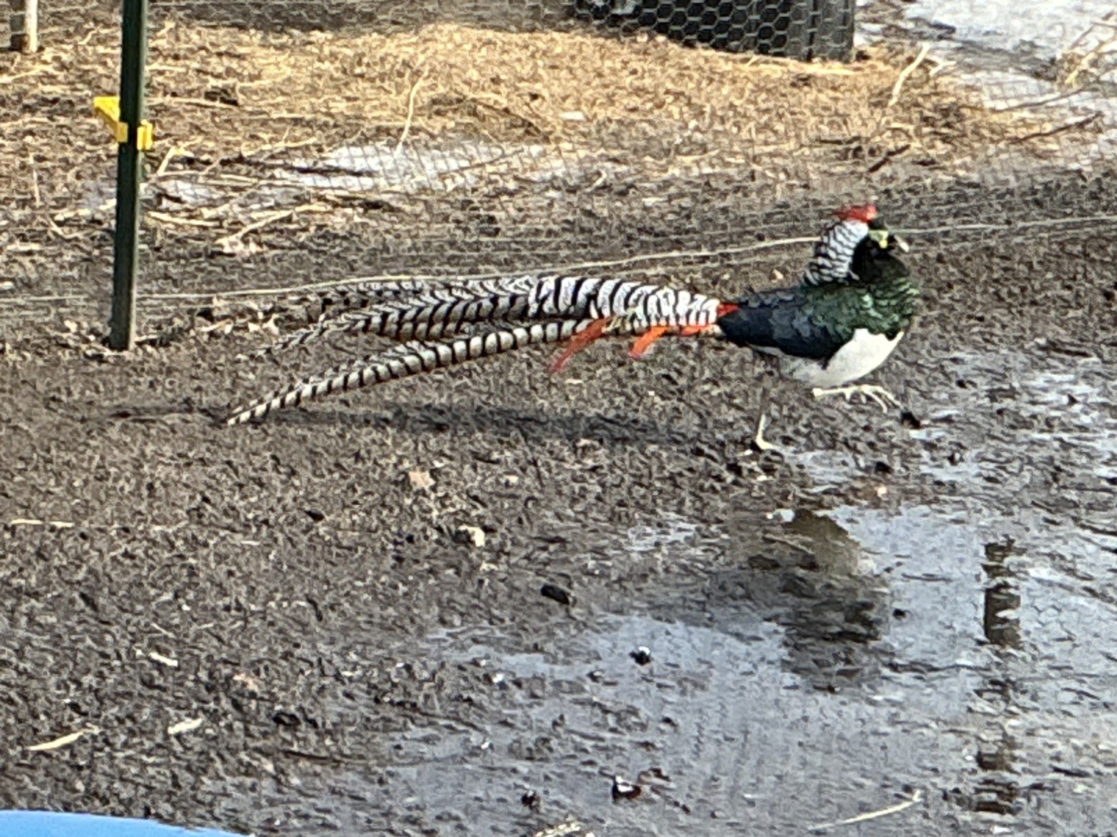 PRE-SALE Lady Amherst Pheasant Hatching Eggs 6+2