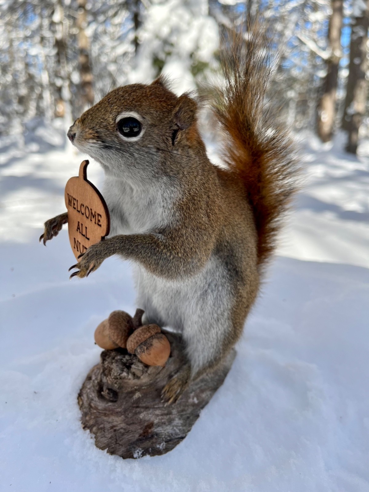 Red Squirrel Taxidermy, Squirrel Taxidermy, Pine Squirrel, Adirondacks, Gift!