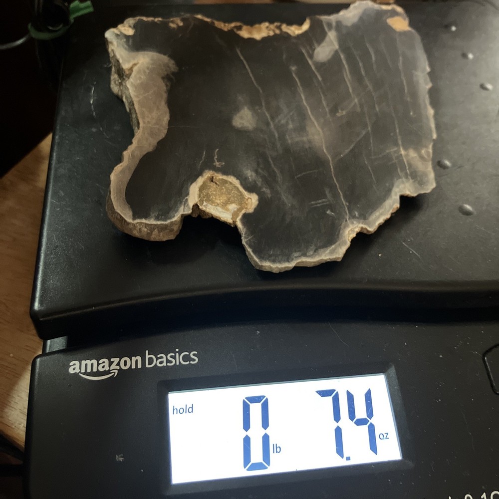 Petrified Wood Slab (End Cut)