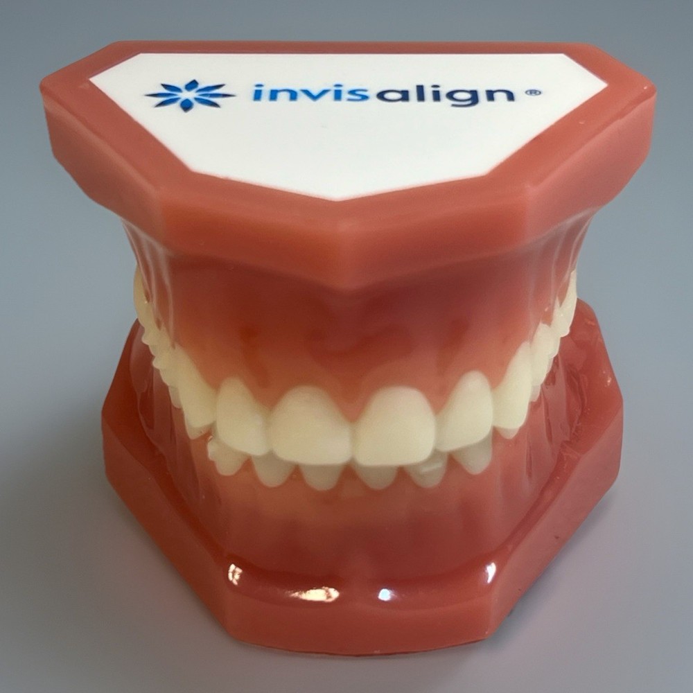 Invisalign Dental Demo Model – Teeth Display