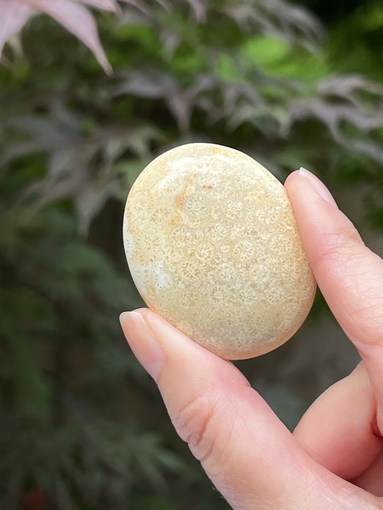 Fossilized Coral Crystal Palmstone AAA+ 30