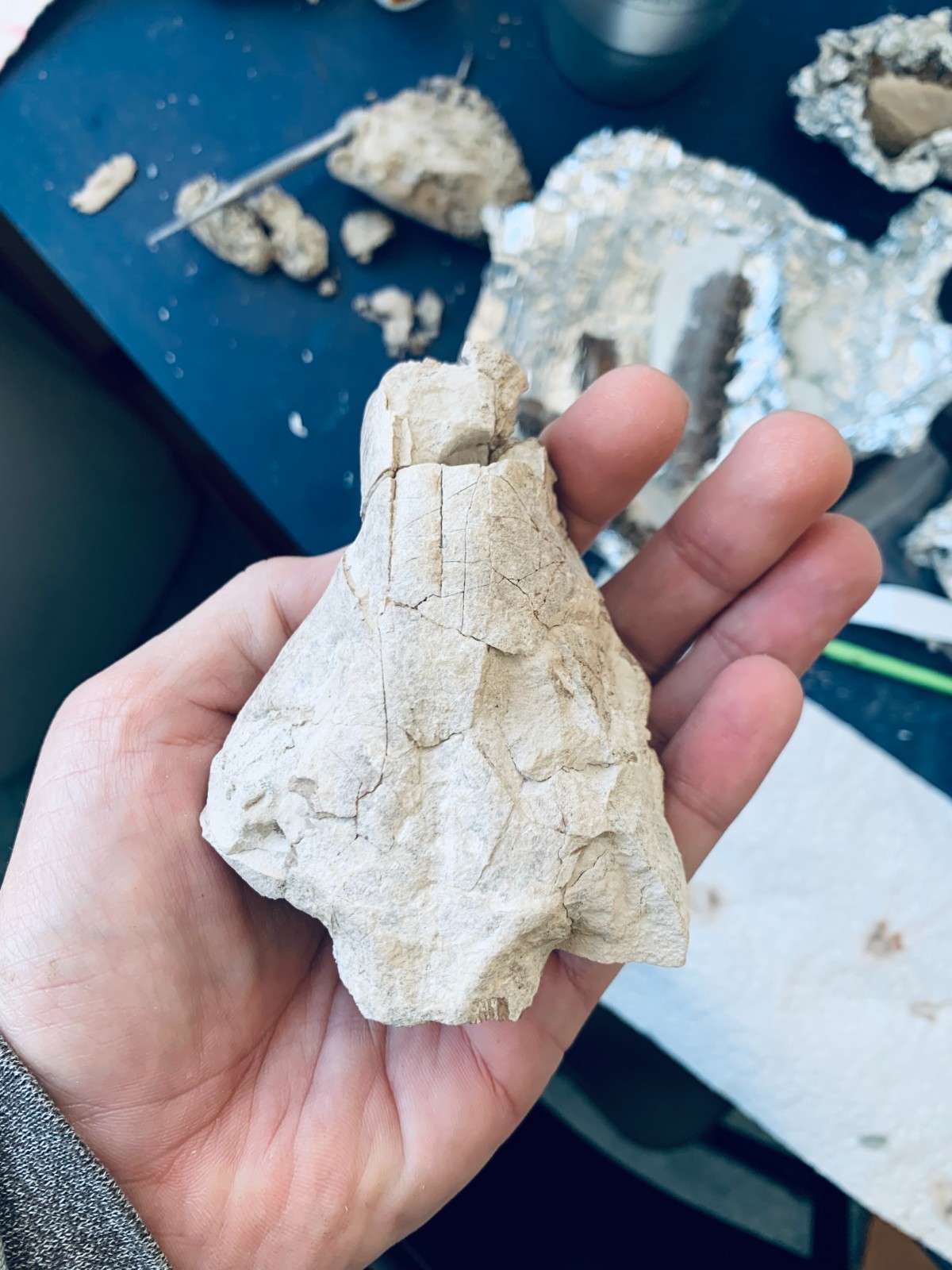 Fossil Oreodont Skull, Merycoidodon, White River Badlands, Nebraska