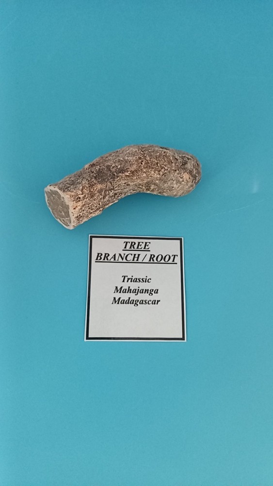 Fossiled Branch/ Root From Madagascar