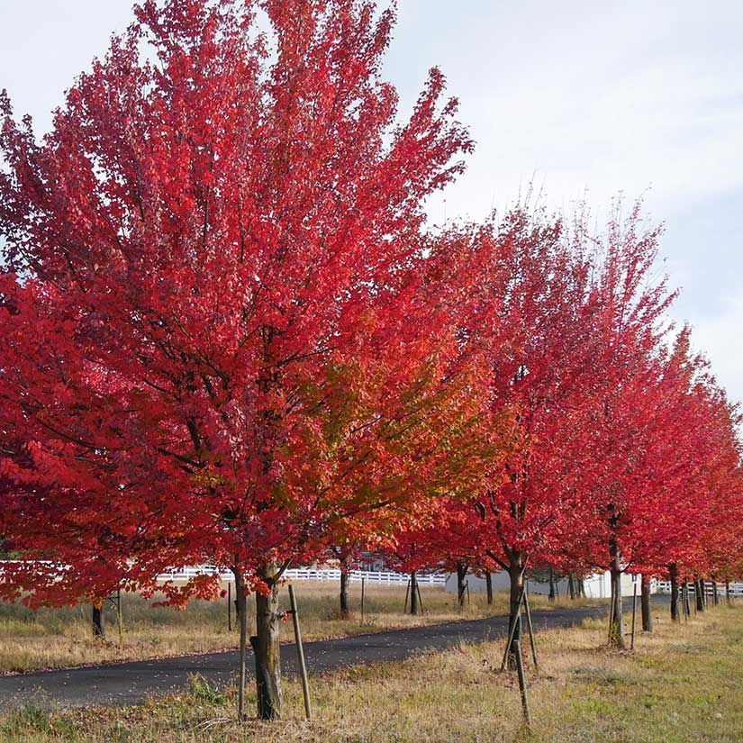 3 Red Maple Tree 12-24" Acer rubrum Bare Root