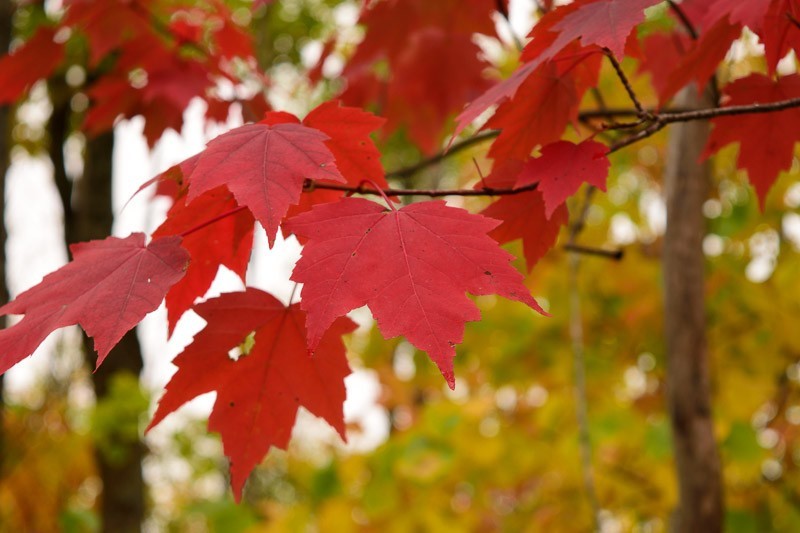 3 Red Maple Tree 12-24" Acer rubrum Bare Root