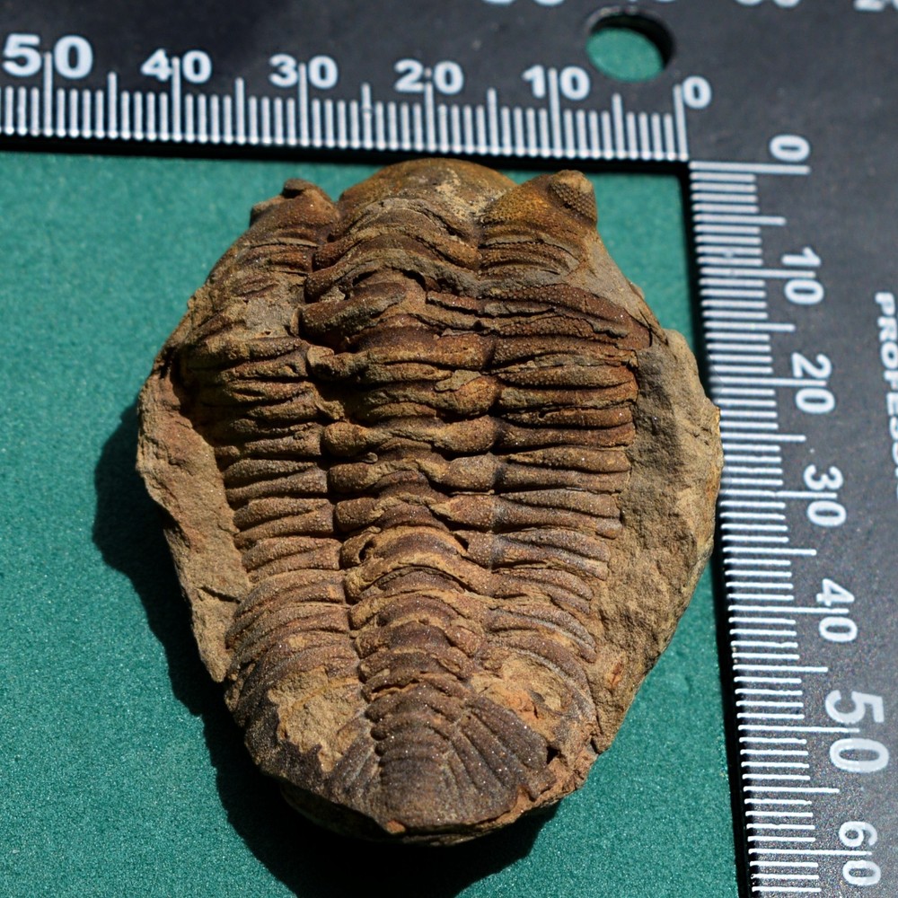 Trilobite, Eldredgeia eocryphaeus: Bolivia devonian trilobite fossil