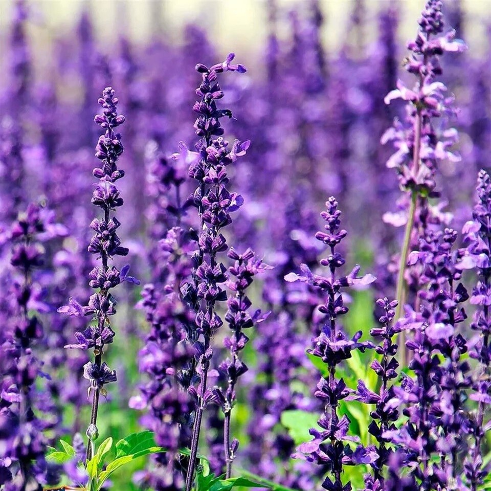 25,000+ Lavender Seeds for Planting - Common English Herb Lavender Non GMO