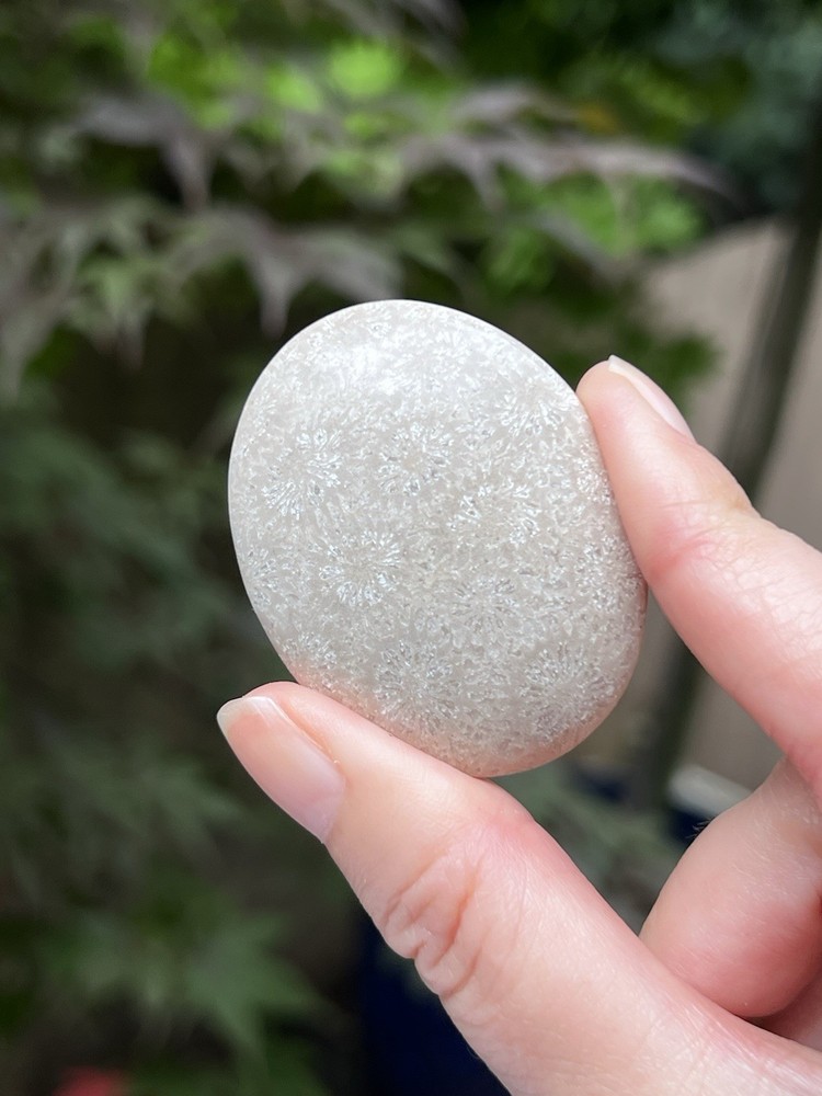 Fossilized Coral Crystal Palmstone AAA+ 7