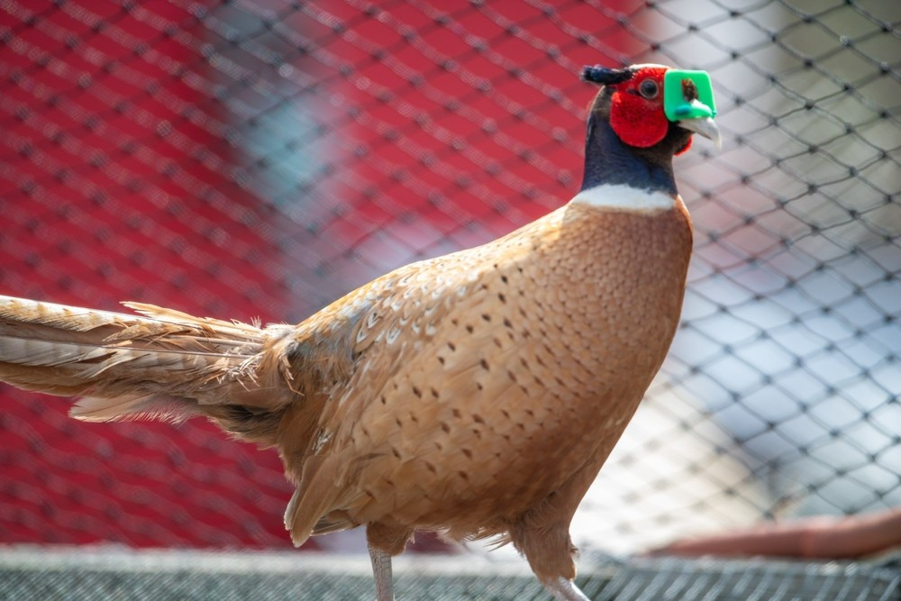 6+ Buff Ringneck Pheasant Hatching Eggs