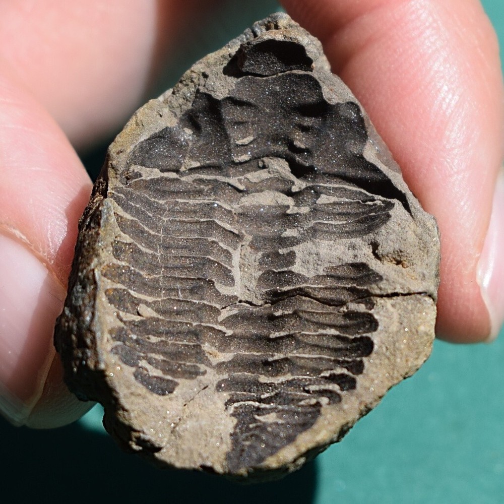 Trilobite, Eldredgeia eocryphaeus: Bolivia devonian trilobite fossil