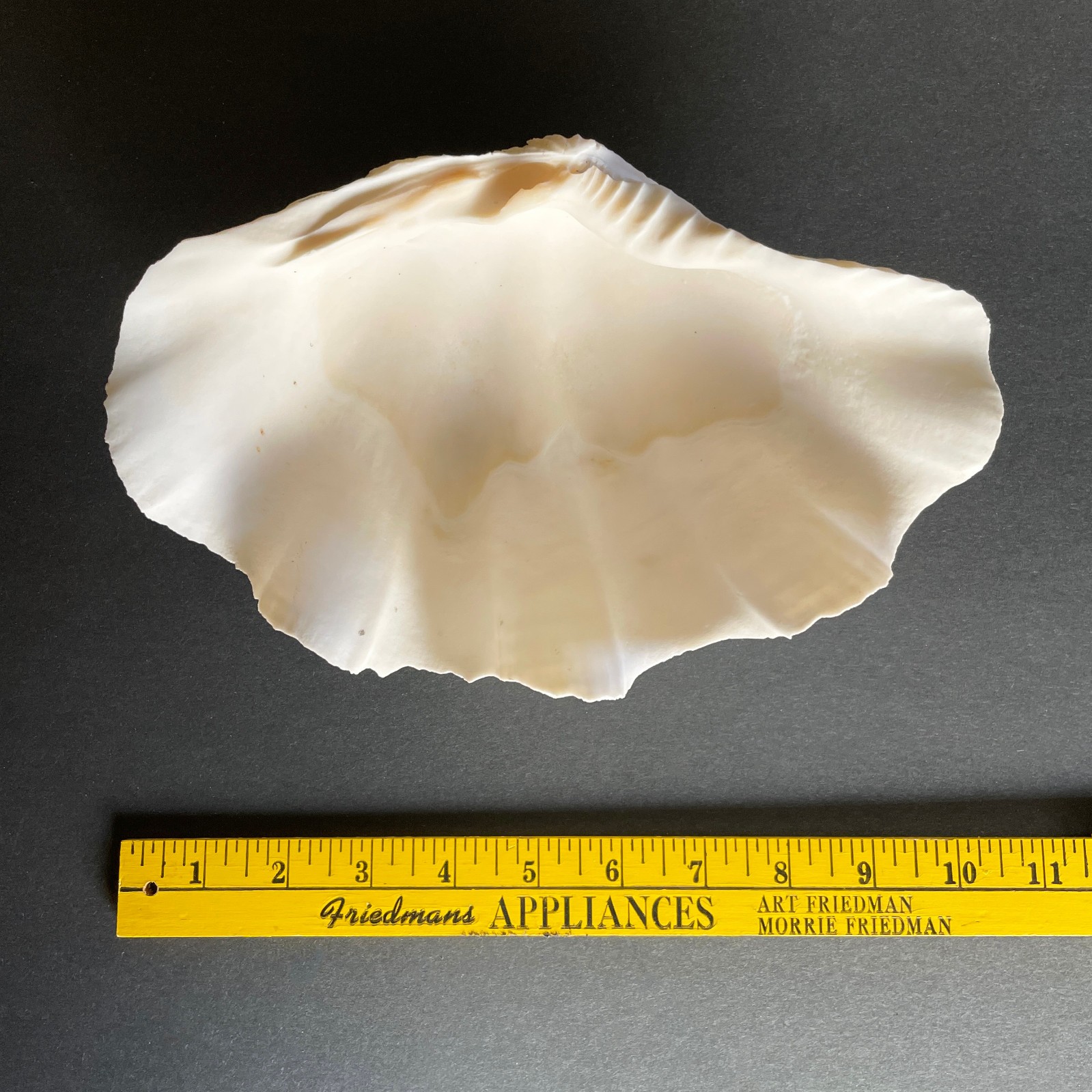 Large Natural Clam Shell • Tridacna • 9 x 6 x 3.75 inches