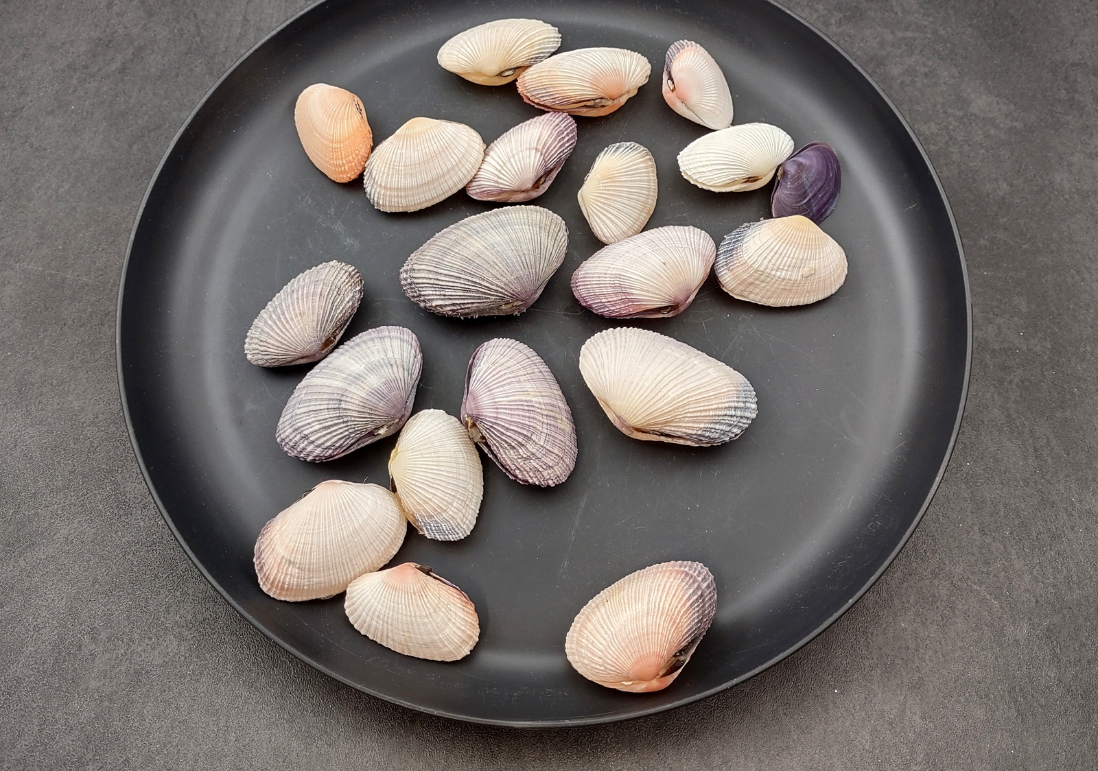 Pacific Clam Seashell Pairs Purple Tan Brown (5 Shell pairs approx. 1.5+ inches)