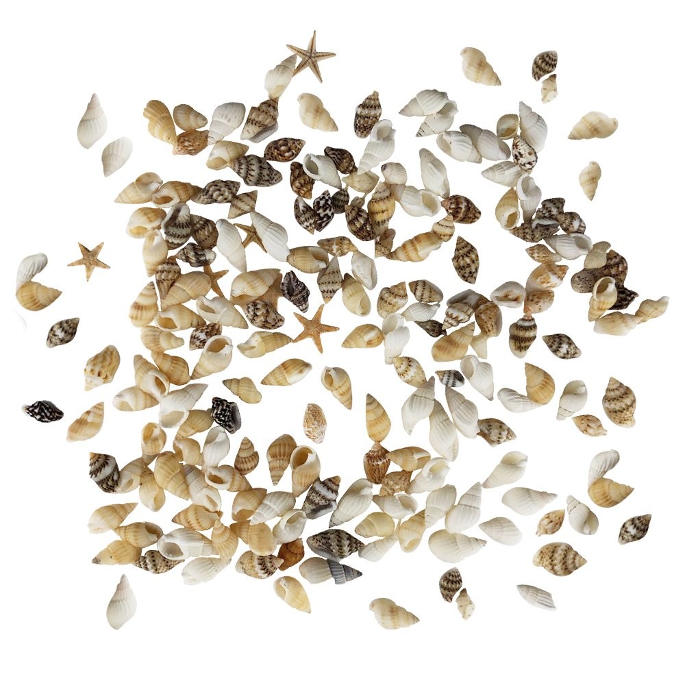 186 Pcs Mini Tiny Sea Shells Mixed Ocean Beach Seashells Natural Starfish For Ho