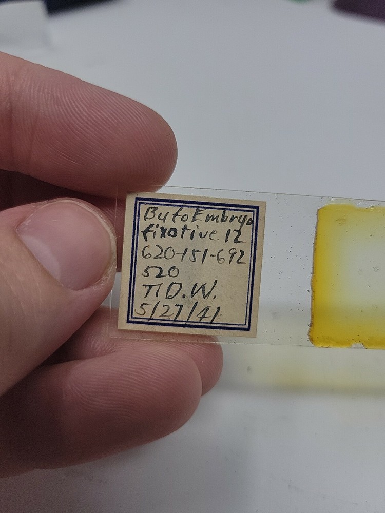 Vintage Microscope Slide 1941