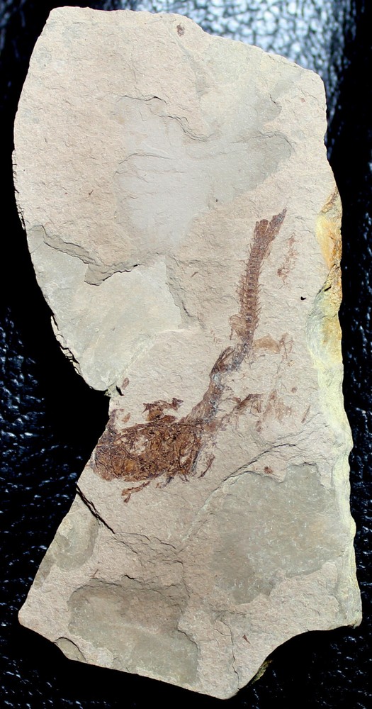 Oligocene fossil fish