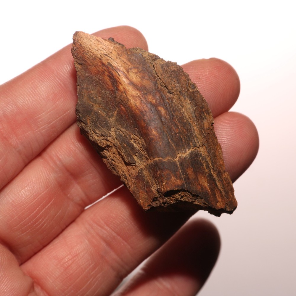 Dinosaur Vertebrae Process - Great - Beautiful - Hell Creek Formation Cretaceous