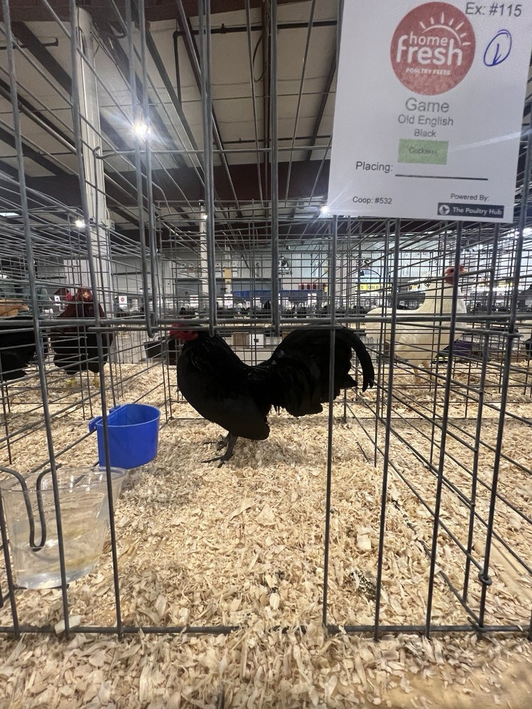 Black OEGB Hatching Eggs 10