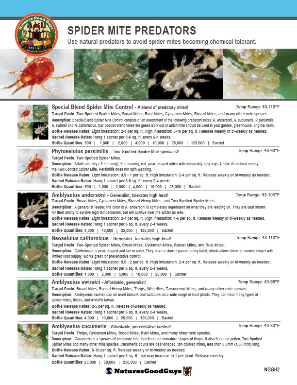 Slow Release Sachets - Amblyseius cucumeris - Predatory Spider Mite Control