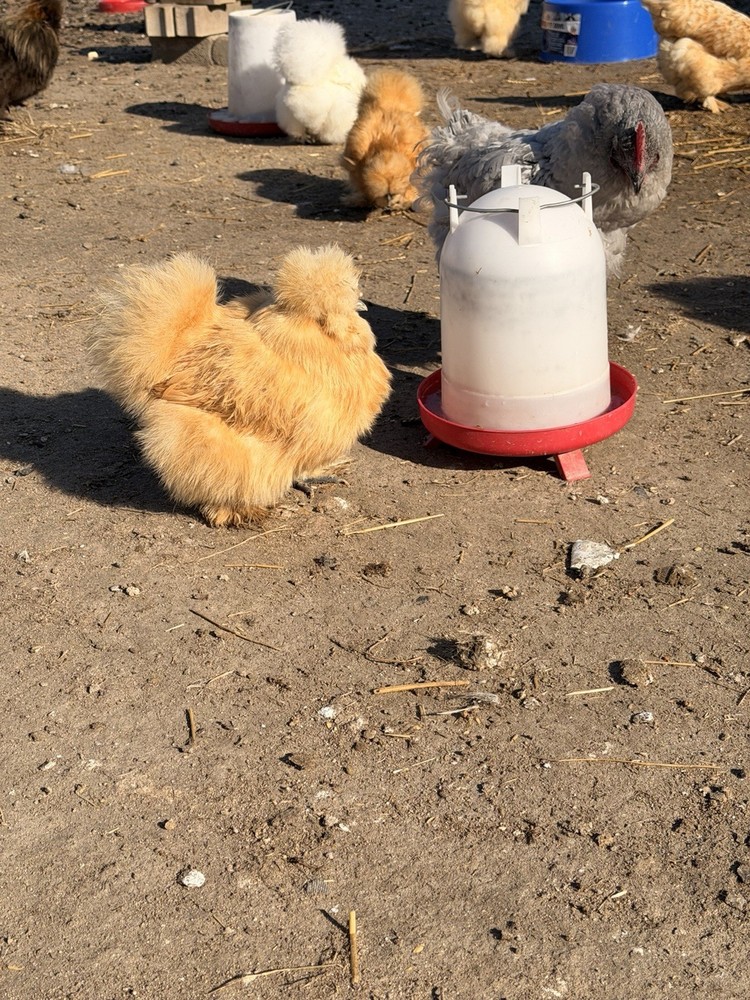 Silkie Chicken Hatching Eggs Assorted Colors