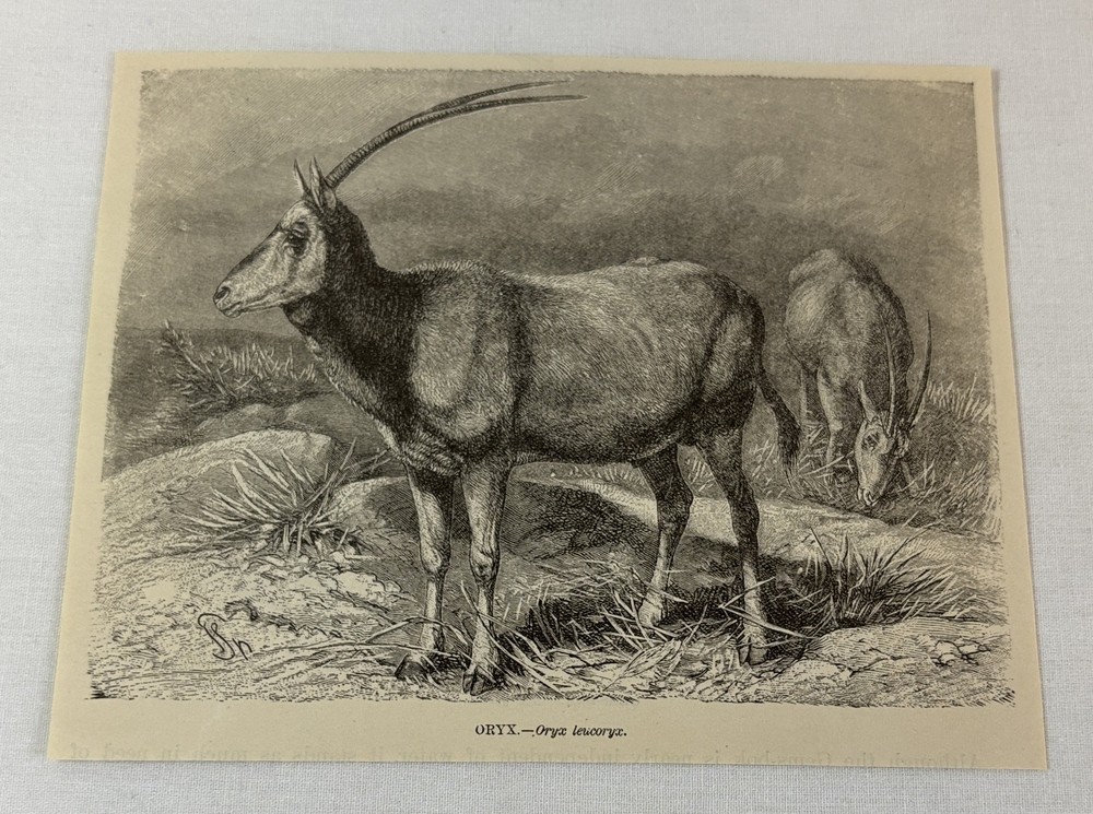 1885 book engraving ~ ORYX