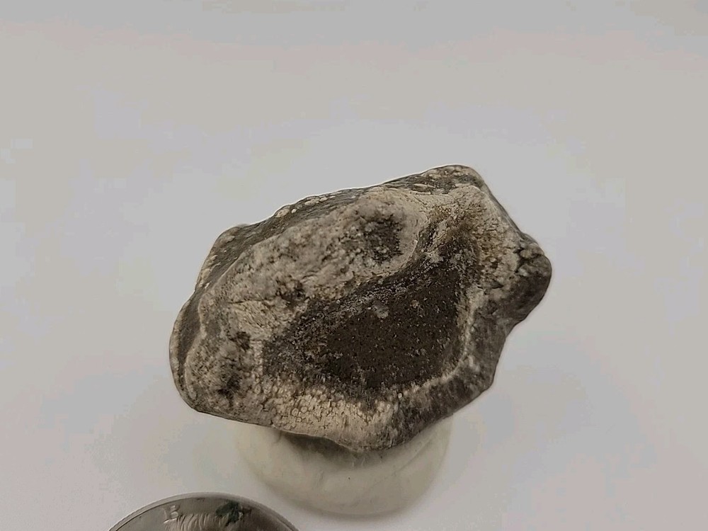 Real Permineralized Reptile Egg Fossil