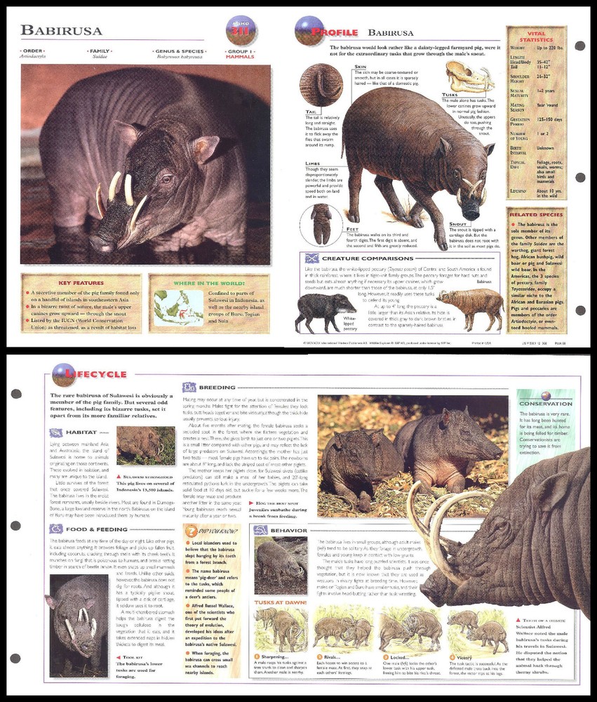 Fold-Out Sheet - Babirusa - 311