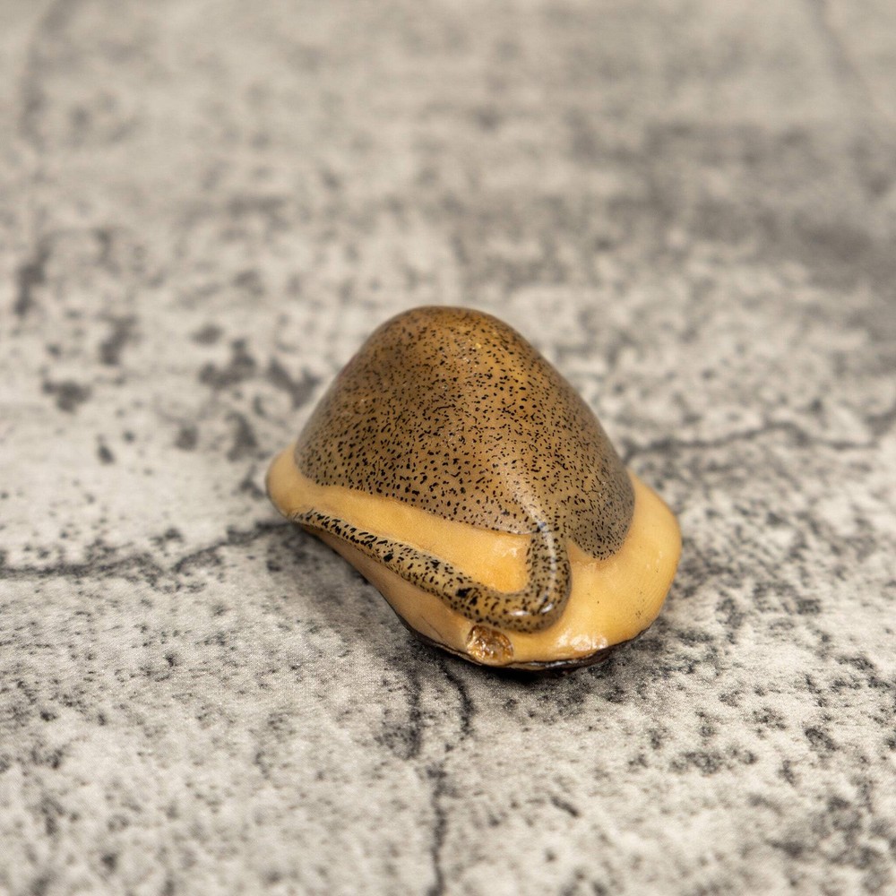 Ocean Stingray Tagua Carving