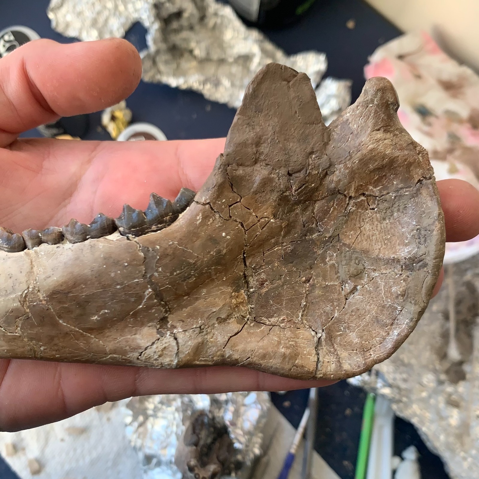 Fossil Merycoidodon Oreodont Teeth In Jaw, White River Badlands,