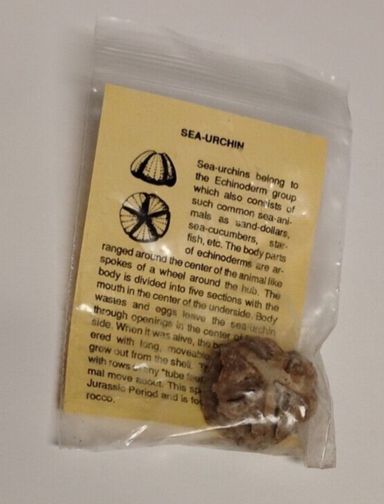 Fossil Sea Urchin With Information Sheet