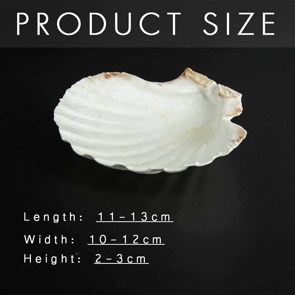 Scallop Shells for Serving Food Baking Shells Large Natural White Scallop