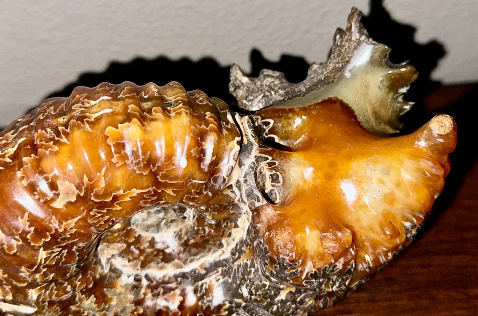 Rare Beautiful "Goat Horn" Ammonite Fossil 3 lb. 5.8 oz. 1526 grams #58