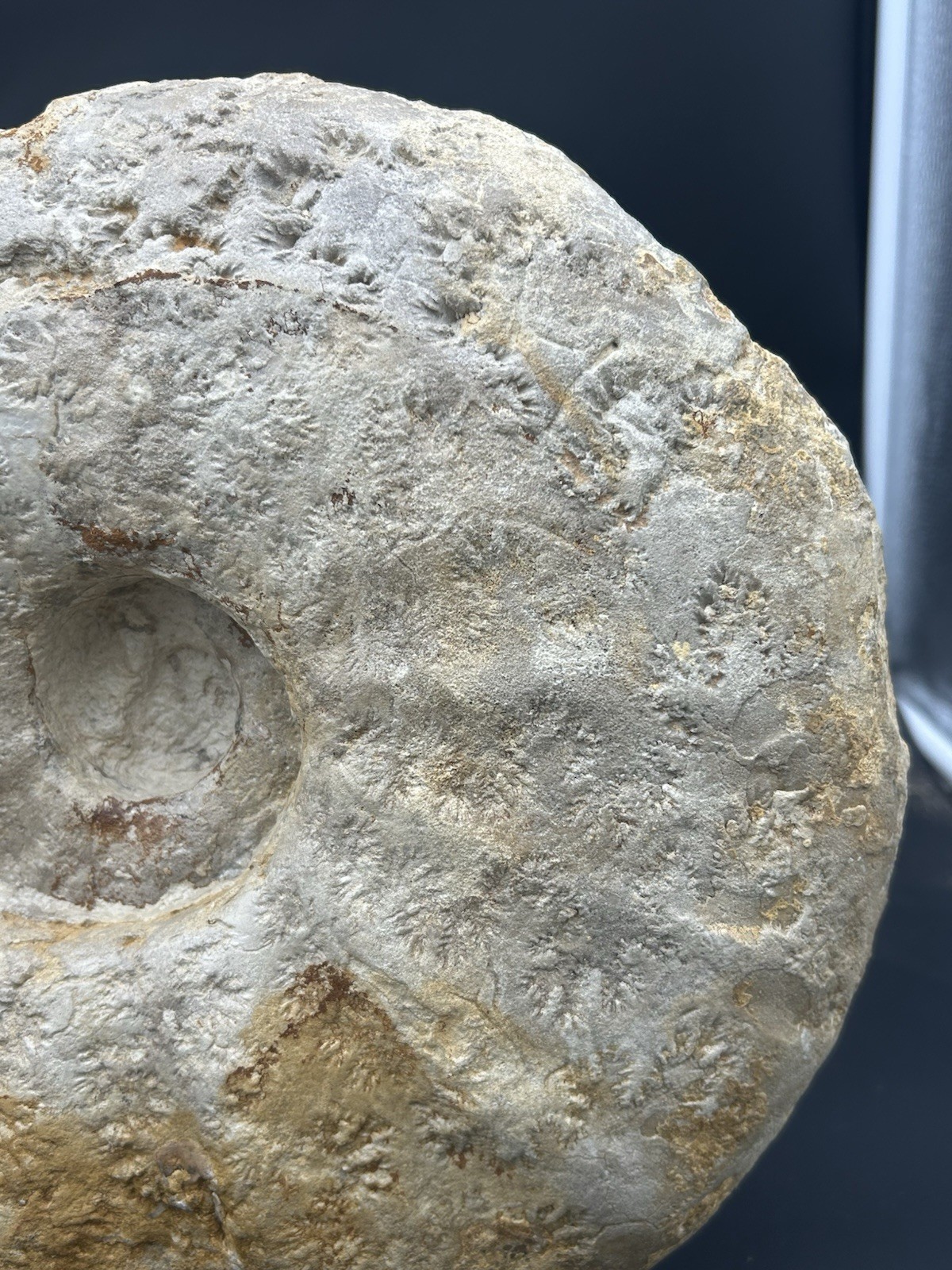 NICE 15.25” Texas Cretaceous Fossil Ammonite, Eopachydiscus Marcianus! Sutures