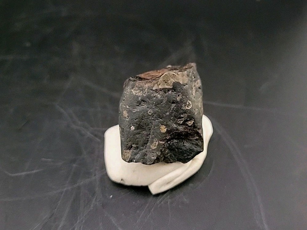 Fossil Dinosaur Tooth Unknown Species