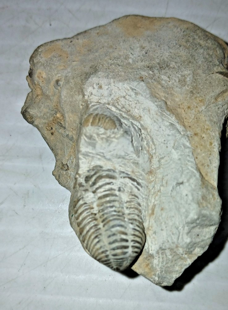 Trilobite Fossil