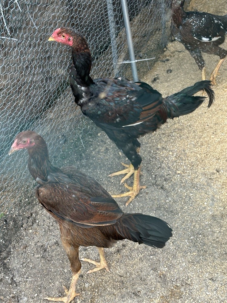 6 Indio Gigante Hatching Eggs