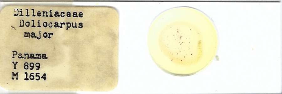 Doliocarpus major Pollen Microscope Slide