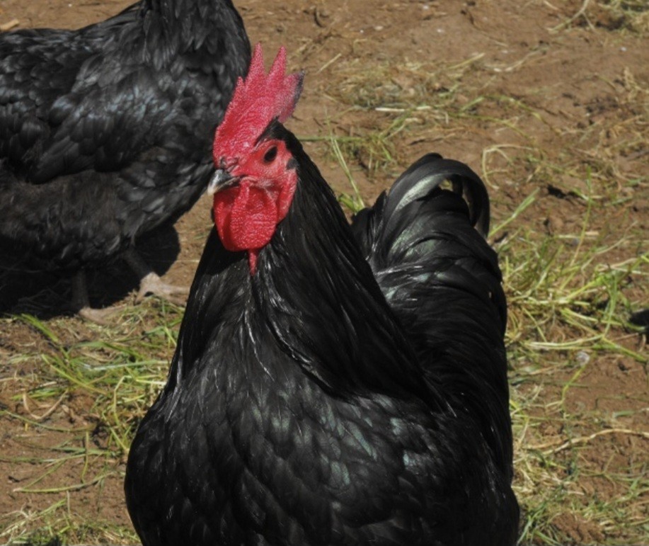 24 Jersey Giant BBS Hatching Eggs NPIP Clean