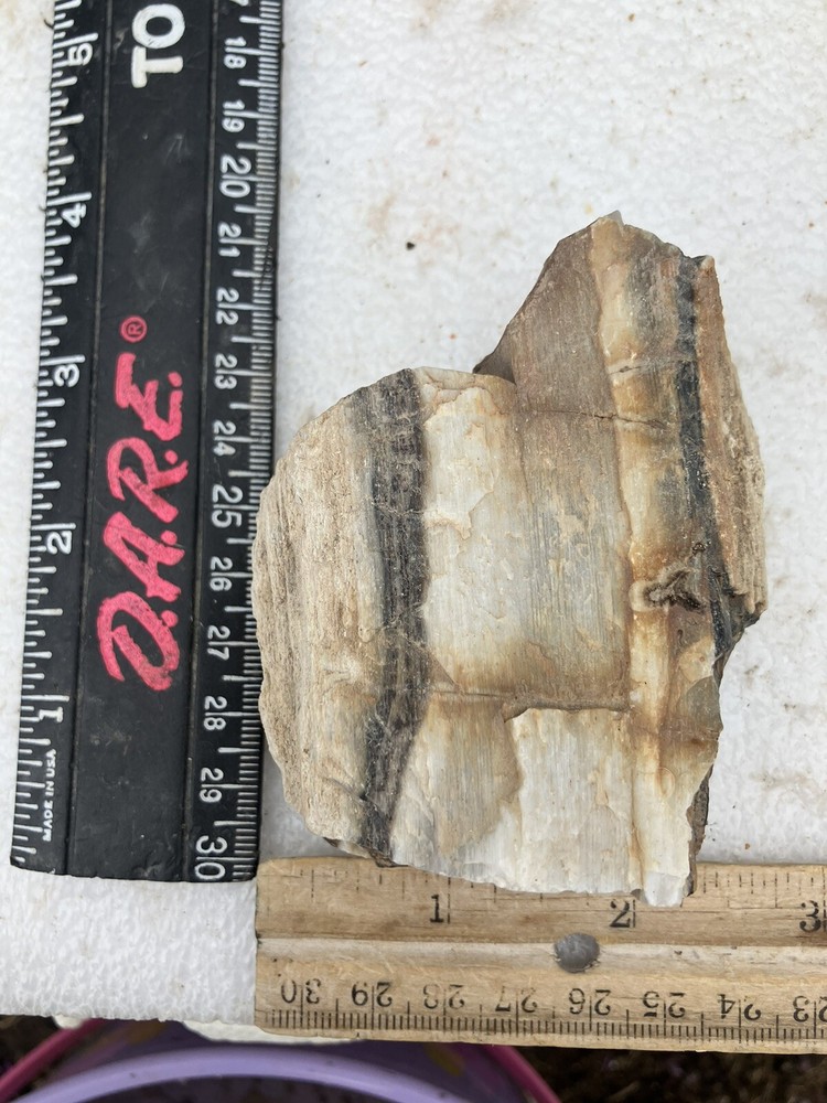 Agatized Wood, Fluorescent Under UV Light