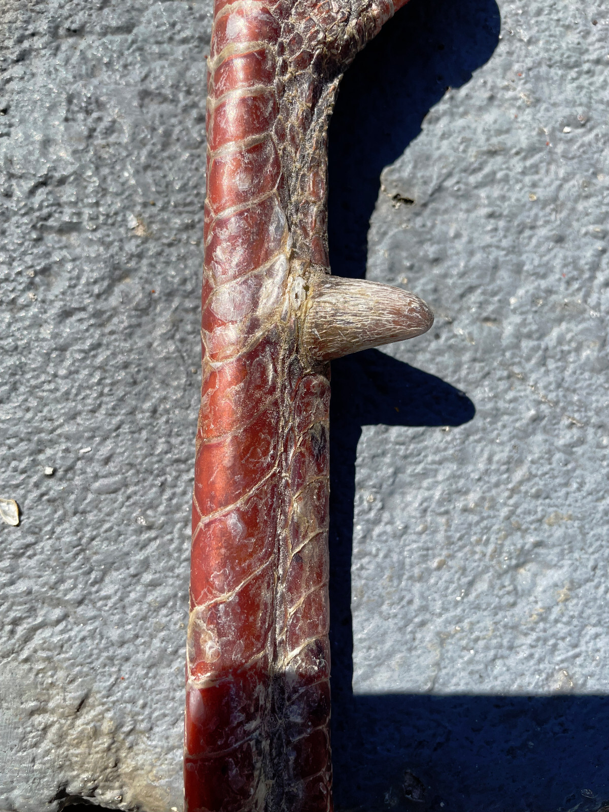 Taxidermy, One Pair 2 EASTERN WILD TURKEY-FEET -Log Cabin,Native American Crafts
