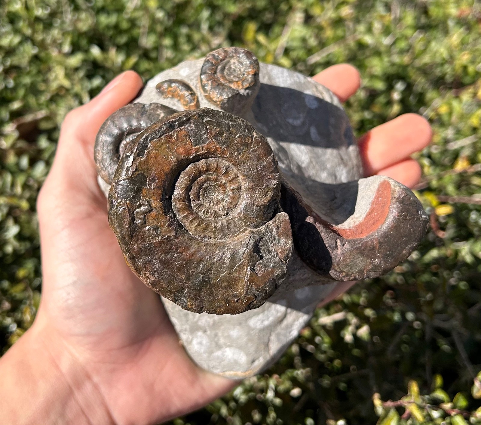 Devonian Fossil Ammonites Multi Plate Matrix Cluster Morocco 5.09”