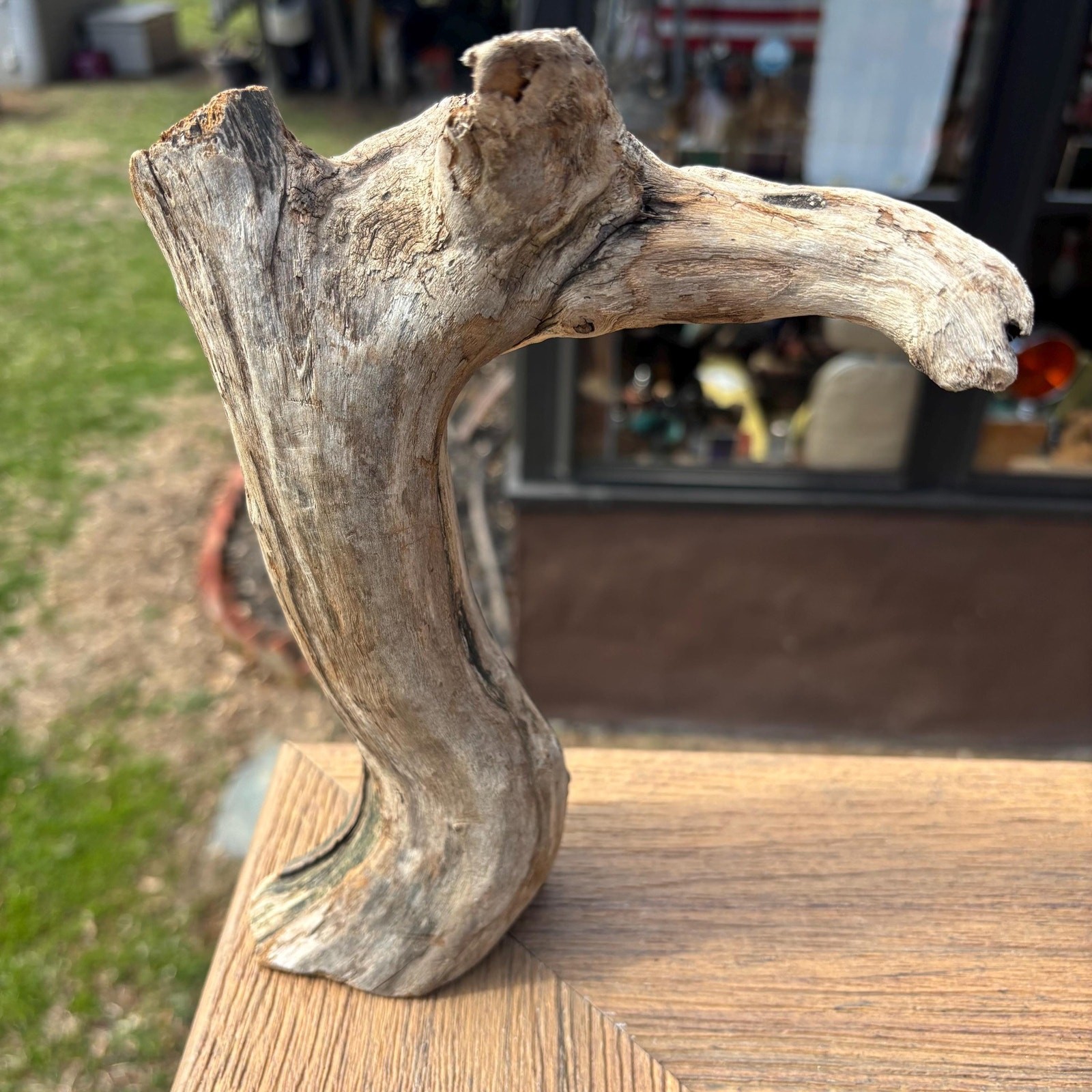 Small Tree Shaped Driftwood 9x3x7 – Sculptural Wood with Hollows Aquarium