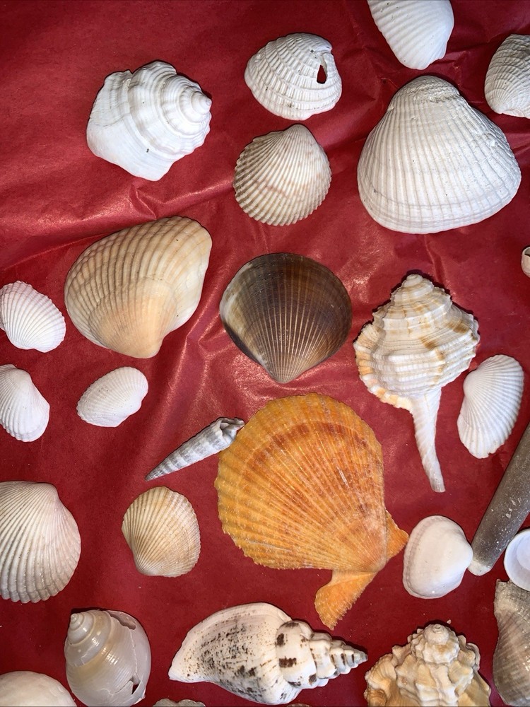Seashell Lot Various Sizes and Shells Beautiful Selection Craft Beach 50+ Shells