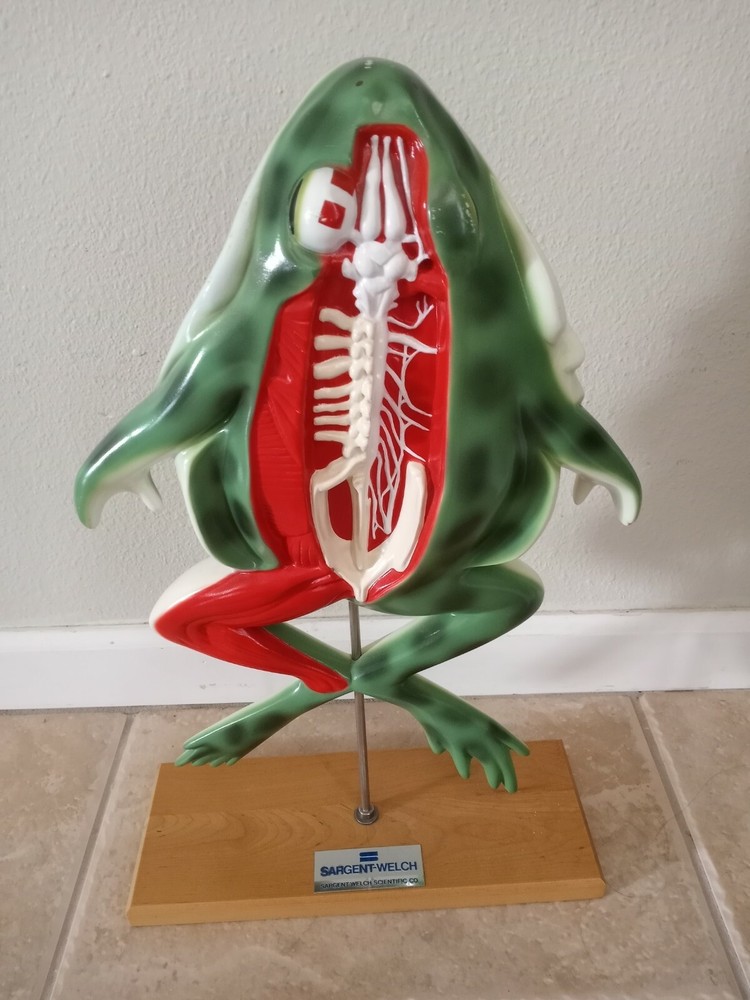 Sargent Welch Frog Model